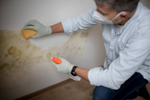 Best Crawl Space Mold Removal  in Bayport, NY