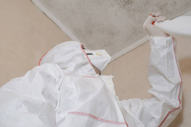 Bayport, NY Mold Removal Company