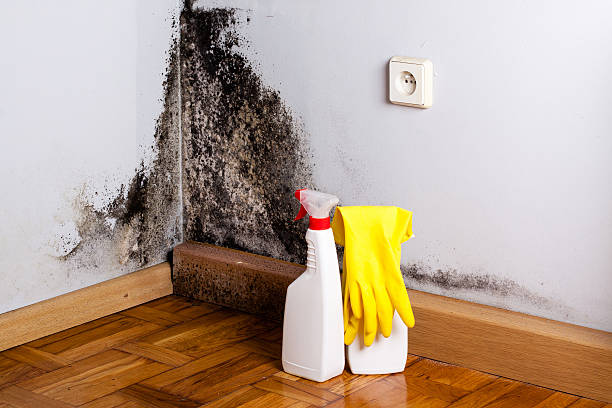 Best Professional Mold Removal  in Bayport, NY
