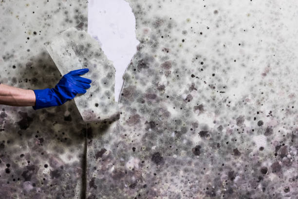 Best Certified Mold Removal  in Bayport, NY
